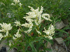 Koenigia alpina