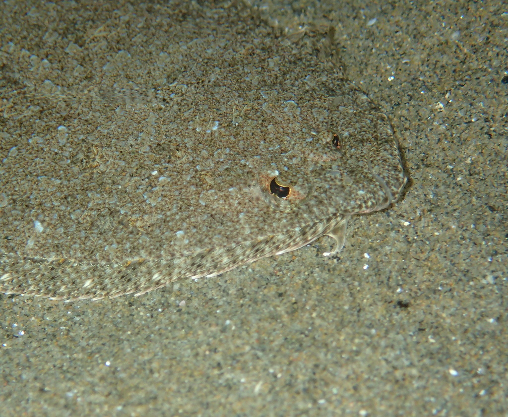 Arnoglossus