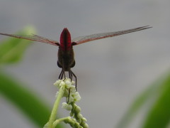 Urothemis aliena