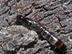 Gabrius splendidulus