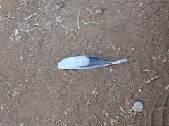 Streptopelia decaocto