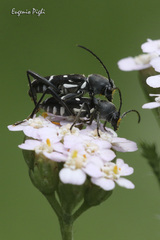 Chlorophorus sartor