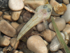 Cottus gobio