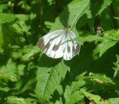 Pieris melete