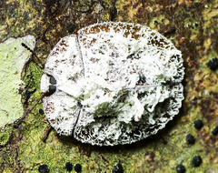 Emcephalus floccosus