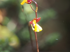 Cyrtochilum aureum