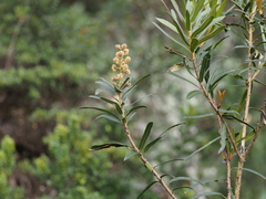 Oreopanax stenophyllus