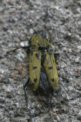 Chlorophorus glabromaculatus