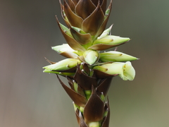 Puya laccata