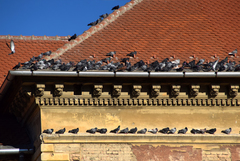 Columba livia domestica