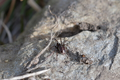 Steatoda lepida