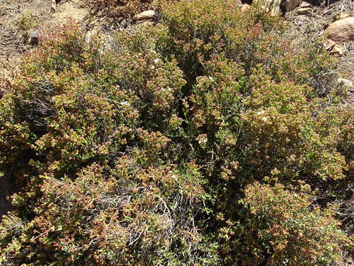 Image of Ruschia multiflora by (c) Shaun Swanepoel, some rights reserved (CC BY)