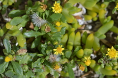 Senecio lautus