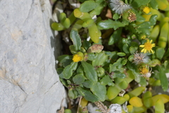 Senecio lautus