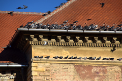 Columba livia domestica