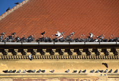Columba livia domestica