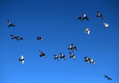 Columba livia domestica