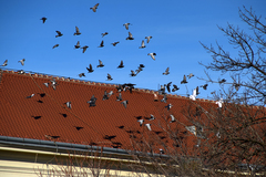 Columba livia domestica