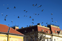Columba livia domestica