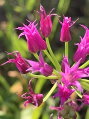 Allium brevistylum