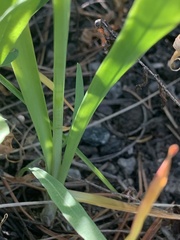 Allium brevistylum