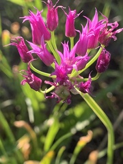Allium brevistylum