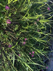 Allium brevistylum