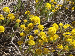 Helichrysum hamulosum