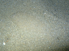 Arnoglossus