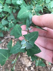 Chenopodium trigonon stellulatum