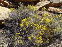 Helichrysum hamulosum