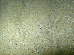 Arnoglossus