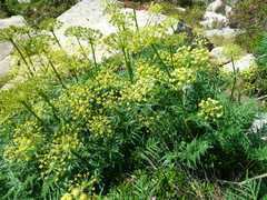 Molopospermum peloponnesiacum