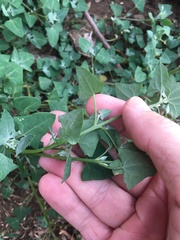 Chenopodium trigonon stellulatum