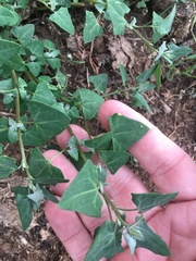 Chenopodium trigonon stellulatum