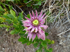 Sempervivum tectorum