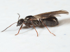 Formica glacialis
