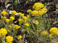 Helichrysum hamulosum
