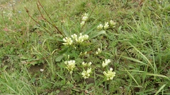 Gentiana straminea