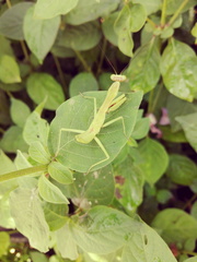 Tarachomantis