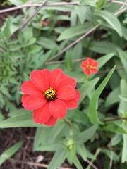 Zinnia peruviana