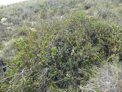 Leucadendron coriaceum