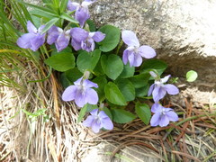 Viola rupestris