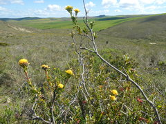 Leucadendron coriaceum