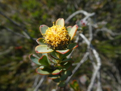Leucadendron coriaceum