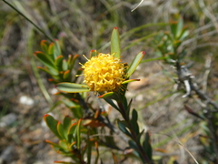 Leucadendron coriaceum