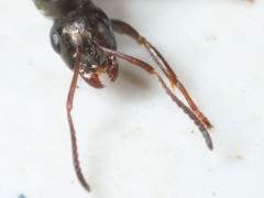 Formica glacialis