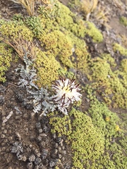 Hypochaeris incana