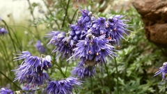 Allium cyaneum
