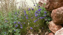 Allium cyaneum